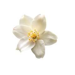 Jasmine flower isolated on white background.