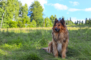 Cute shepherd dog (German Shepherd) in the middle of meadow.