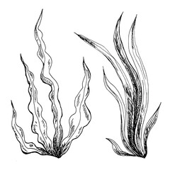 Illustration of seaweed line art. Algae are black and white hand-drawn in ink, isolated on a white background.
