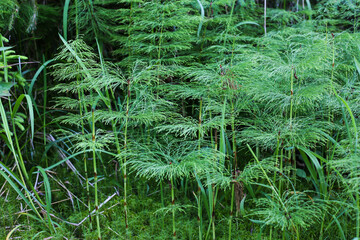 Equisetum sylvaticum, the wood horsetail, is a horsetail native to the Northern Hemisphere, occurring in North America and Eurasia.