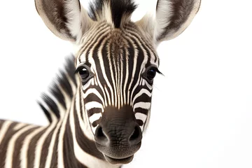 Poster Im Rahmen Close-up of a Zebra in front of a white background. Generative Ai © Alexandra