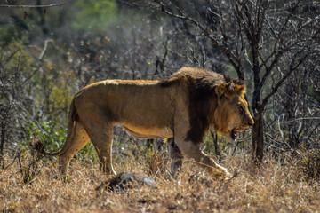 lions in the kruger national park, south africa