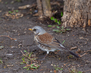 The fieldfare (Turdus pilaris) It breeds in woodland and scrub in northern Europe and across the Palearctic. It is strongly migratory, with many northern birds moving south during the winter.