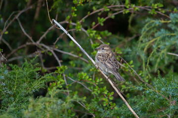 The house sparrow (Passer domesticus) is a bird strongly associated with human habitation, and can live in urban or rural settings. Though found in widely varied habitats and climates. female