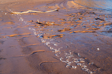 footprints, driftwood and bird feather on a muddy lake shore