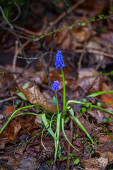 First sign of spring. Beutiful flower named Muscari armeniacum is a species of flowering plant It is a bulbous perennial with basal, simple leaves and short flowering stems. grape hyacinth