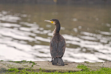 Beautiful cormorant closeup