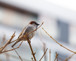 The house sparrow (Passer domesticus) is a bird strongly associated with human habitation, and can live in urban or rural settings. Though found in widely varied habitats and climates. male