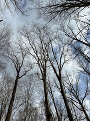 View of forest trees angled straight up with wide angle effect