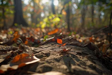 Foto auf Acrylglas A Serene Autumn Scene: Single Leaf Amidst Fallen Foliage © Sandris