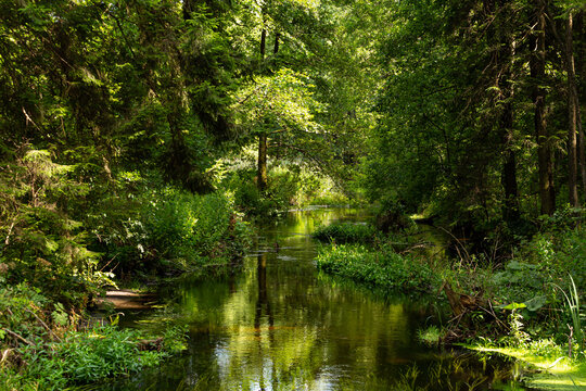 The magic Czarna Hańcza river, photoshoot of beautiful natural reserve.