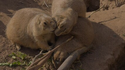 This video shows a prairie dog walking over to join a group of fellow prairie dogs on a sunny day. 