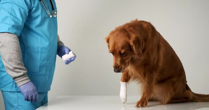 Medium shot of a veterinarian in a blue uniform bandaging a golden retriever dog paw. The dog walks along the table with a bandage and limps. Dislocation of the front paw, treatment at the vet clinic.