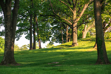 Fototapeta na wymiar trees in the park with a green hill