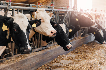 Cows with smart collar in modern farm livestock animal with sunlight.