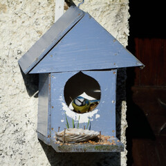 bird in the blue house 12