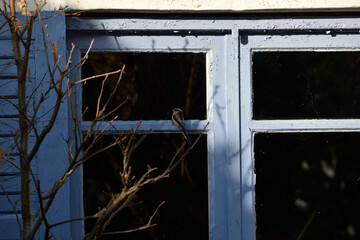 bird on the window 8