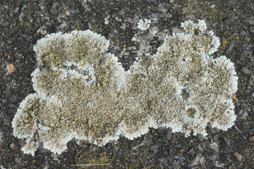 Closeup on a white lichen species growing on stone, Lecanora muralis