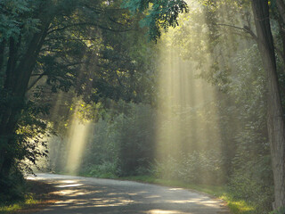 Obraz premium Lichtkegel der Sonne auf Waldstrasse