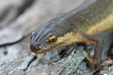 Closeup on a female smooth newt, Lissotriton vulgaris, sitting on wood