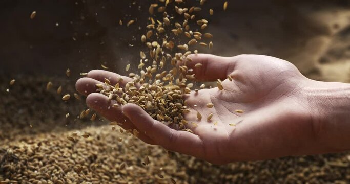 Super slow motion macro unshelled fresh harvested rice grains seeds are falling on farmer or agriculturist hand for quality control in rural cereal production agriculture farmland at 1000 fps.