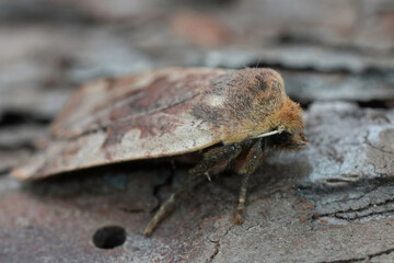 Closeup on the Red-headed Chestnut owlet moth, Conistra erythrocephala sitting on wood