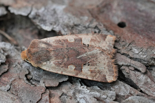 Closeup on the Red-headed Chestnut owlet moth, Conistra erythrocephala sitting on wood
