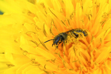 Closeup on a small female furrow bee, Lasioglossum in a yellow dandelion flower
