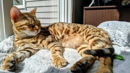 Serene Tabby Cat Relaxing in Sunlight on Fluffy Blanket