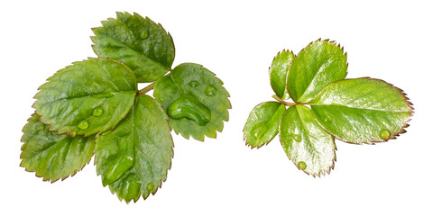 Newly grown small rose leaves with dewdrops, close up, macro, isolated image with transparent background