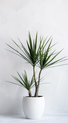 An elegant dragon tree plant stands in white pot against white wall, offering minimalist aesthetic
