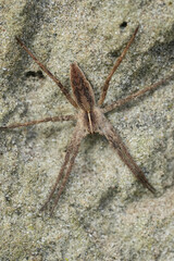 Vertical closeup on a Nursery web spider, Pisaura mirabilis