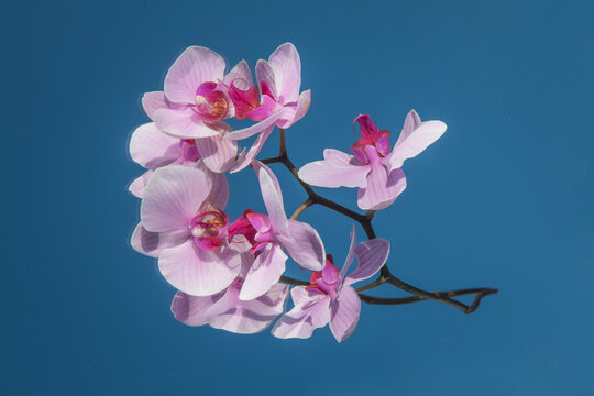 abstract close up of pink orchid flower branch on mirror reflecting the blue sky
