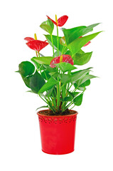 Blooming red Anthurium flower in a pot isolated on transparent background