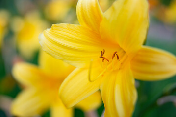 Yellow lily. Beautiful bud of a yellow flower with large stamens on a blurred background.