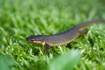 Closeup on a female smooth newt, Lissotriton vulgaris, sitting on green moss