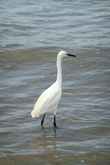 white egret with pacific ocean waves