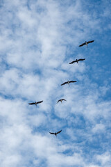 flock of pelicans flying birds
