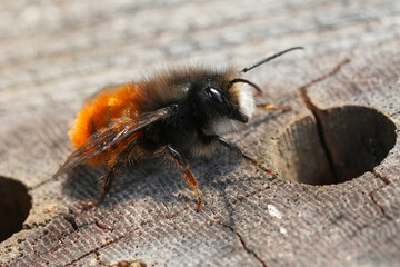Closeup on a male European horned mason orchard bee, Osmia cornuta, sunbathing at the bee-hotel