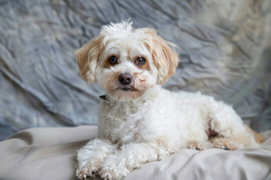 A delightful Shih Tzu-Bichon Frise mix, known as a Shybob against a neutral homogeneous backdrop