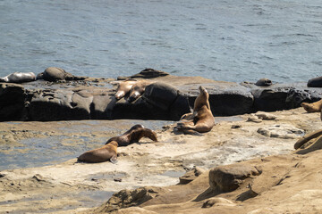 seals on the beach