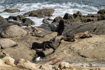 island sea lion on rocks