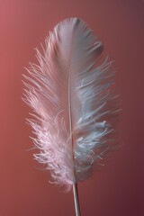 Close Up of a White Feather on a Branch