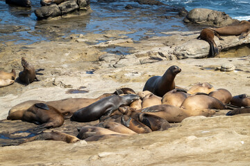 island sea lion