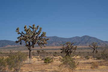 joshua trees in dessert with mountains