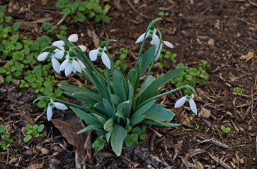 Fresh white snowdrops in garden at early spring, Sofia, Bulgaria  