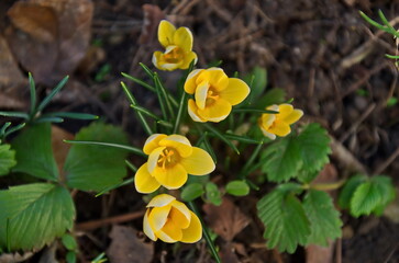 Fototapeta premium Beautiful spring yellow crocus in the garden, Sofia, Bulgaria 