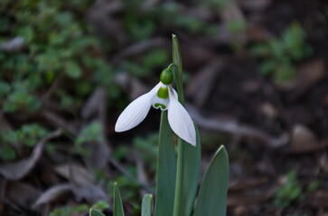 Fresh white snowdrops in garden at early spring, Sofia, Bulgaria  