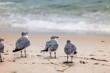 Beautiful view of flock of seagulls on sandy beach of Miami Beach with blurred background of Atlantic Ocean.