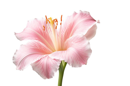Pink flowers icon, 3D render style, isolated on white or transparent background.